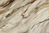 Polished Petrified Wood (Bald Cypress?) Slab - Washington #308398-1